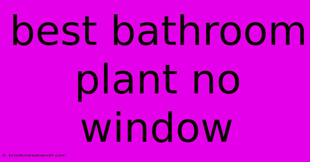 Best Bathroom Plant No Window