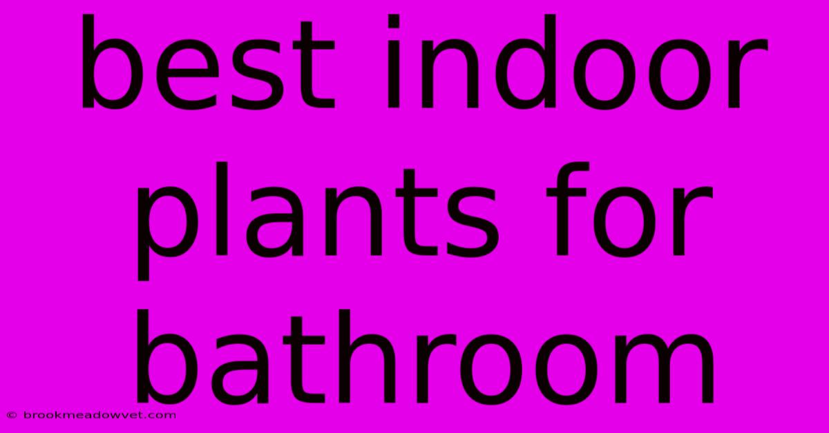 Best Indoor Plants For Bathroom