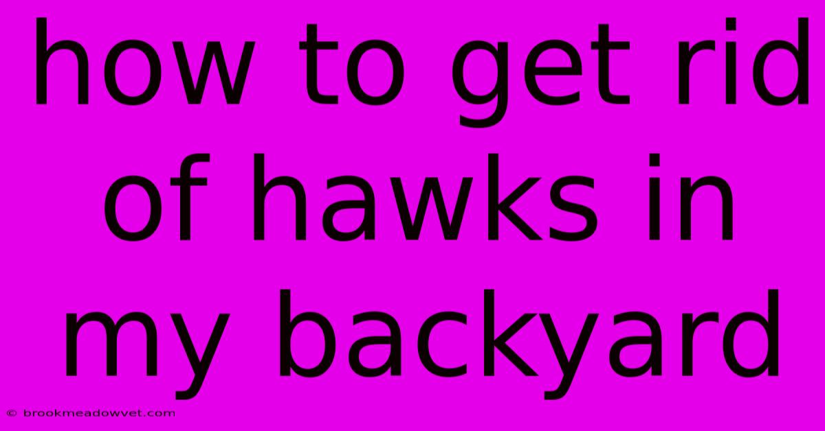 How To Get Rid Of Hawks In My Backyard