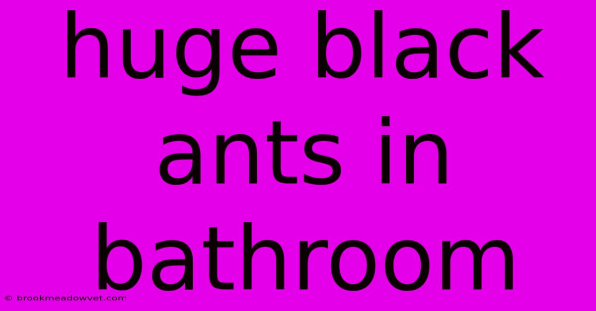 Huge Black Ants In Bathroom