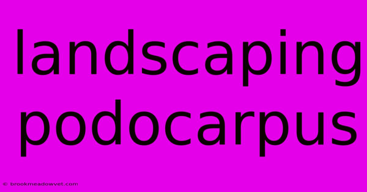 Landscaping Podocarpus