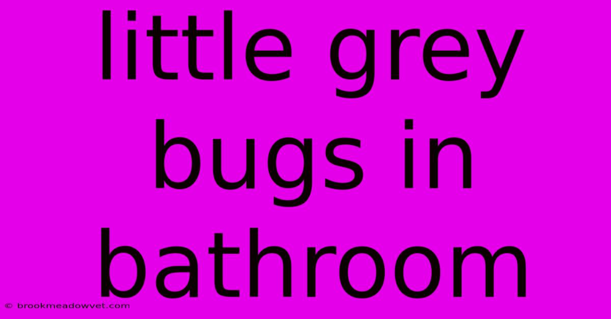 Little Grey Bugs In Bathroom