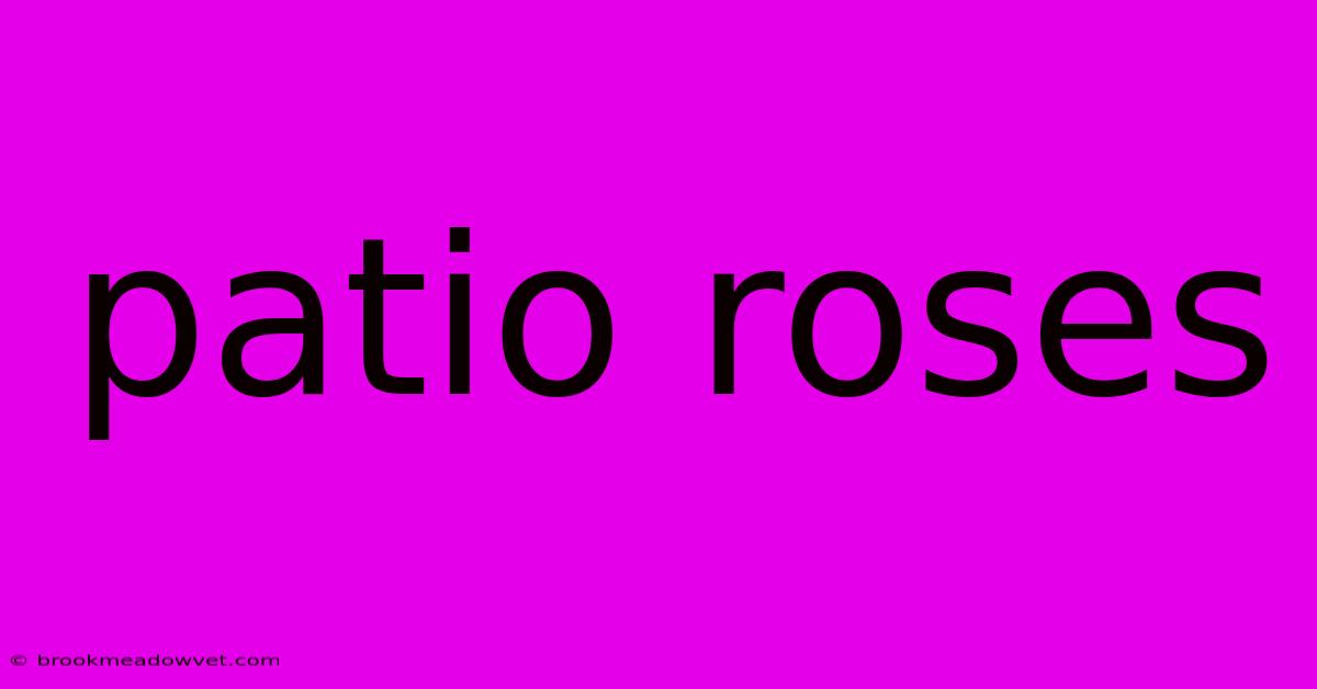 Patio Roses