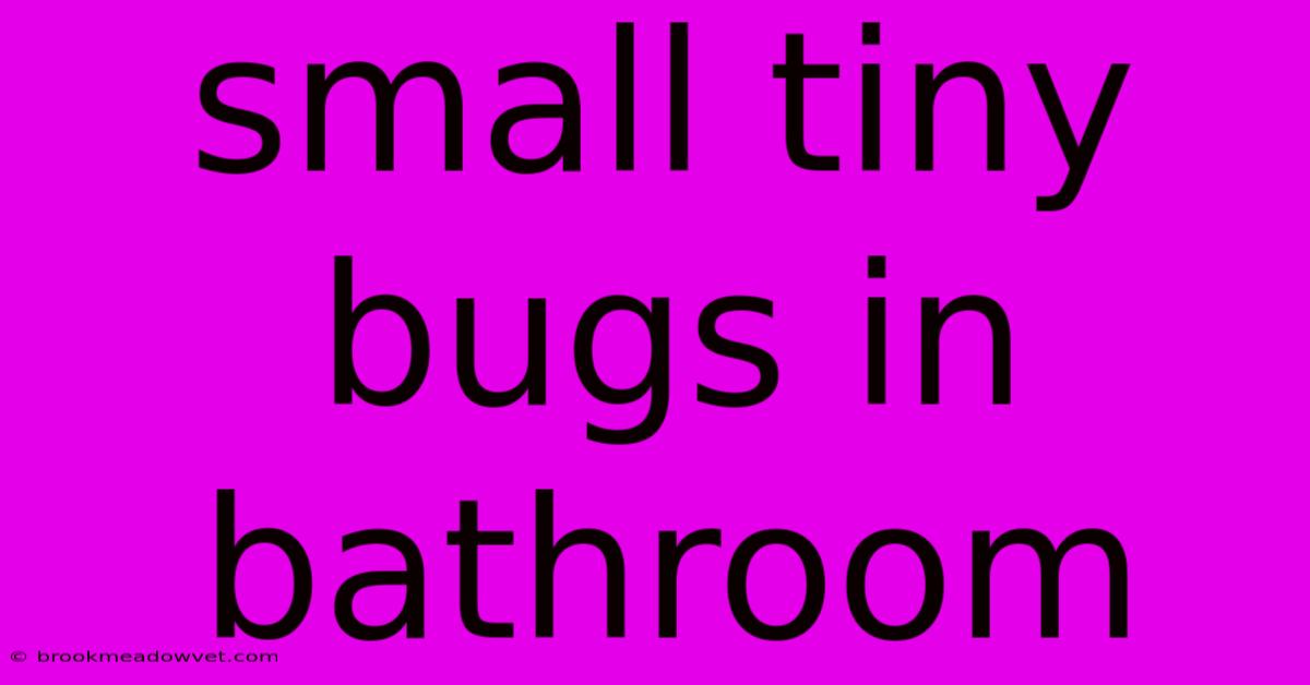 Small Tiny Bugs In Bathroom