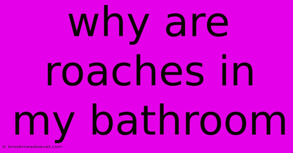 Why Are Roaches In My Bathroom