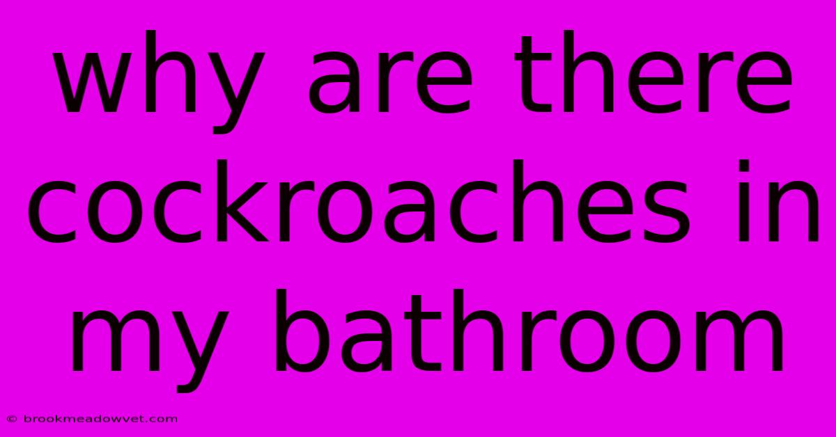 Why Are There Cockroaches In My Bathroom