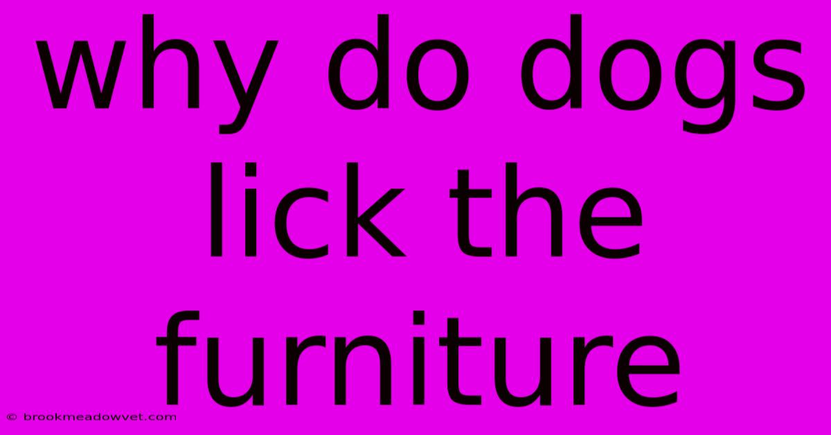 Why Do Dogs Lick The Furniture